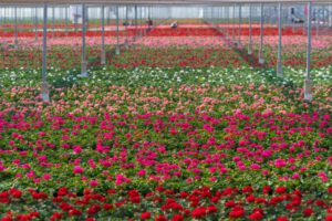 RBC due diligence tools for a floricultural sector MSI
